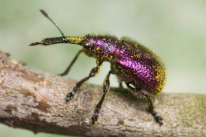 Фруктовий футляр - подрібнювач для фруктових дерев Фруктовий футляр - подрібнювач для фруктових дерев